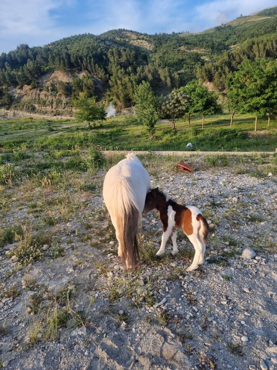 Villa Sancho Farm Albania *
